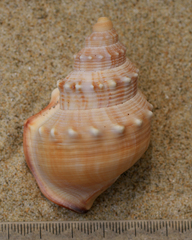 Struthiolaria papulosa