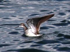 Phalaropus tricolor