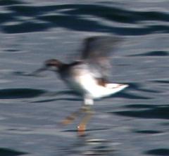 Phalaropus tricolor