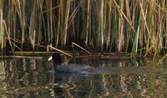 Fulica ardesiaca