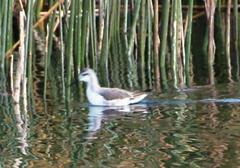 Phalaropus tricolor