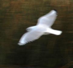 Chroicocephalus serranus