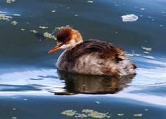 Rollandia microptera