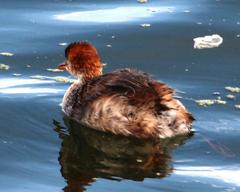 Rollandia microptera