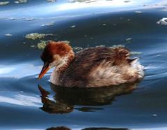 Rollandia microptera