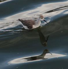 Phalaropus tricolor