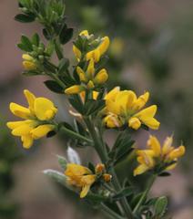 Genista monspessulana