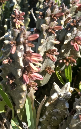 Ceropegia incarnata
