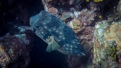 Threebar Porcupinefish photo 2