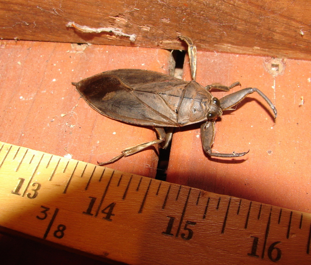 American Giant Water Bug from Wentworth, NH, USA on October 27, 2012 at