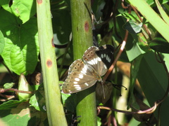 Limenitis glorifica