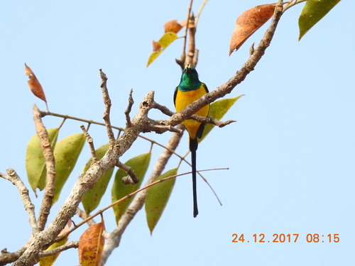 Pygmy Sunbird