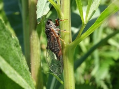 Cicadetta montana