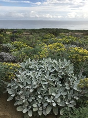 Eriogonum grande timorum