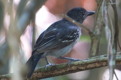 Blackish-Grey Antshrike photo 3