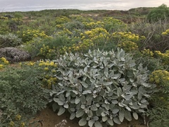 Eriogonum grande timorum