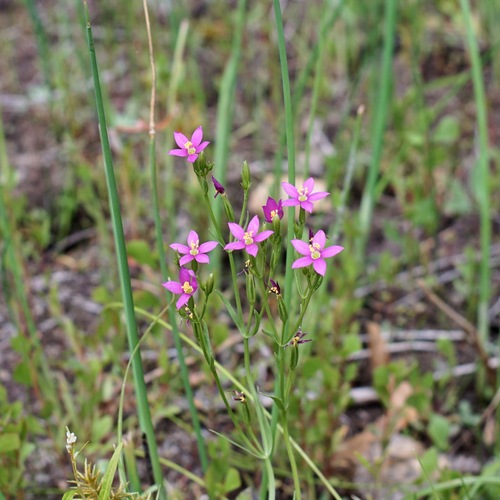Image of Zeltnera arizonica by (c) Andrew Tree, some rights reserved (CC BY)