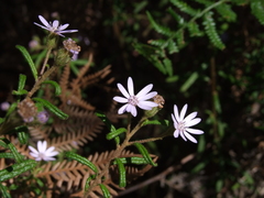 Olearia asterotricha asterotricha