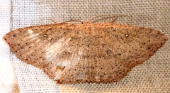 Cyclophora myrtaria