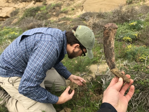 Dictyocephalos attenuatus