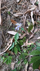 Rungia taiwanensis