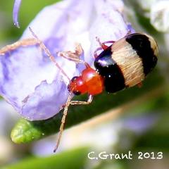 Monolepta melanogaster