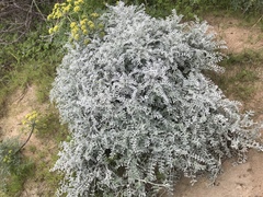 Astragalus traskiae