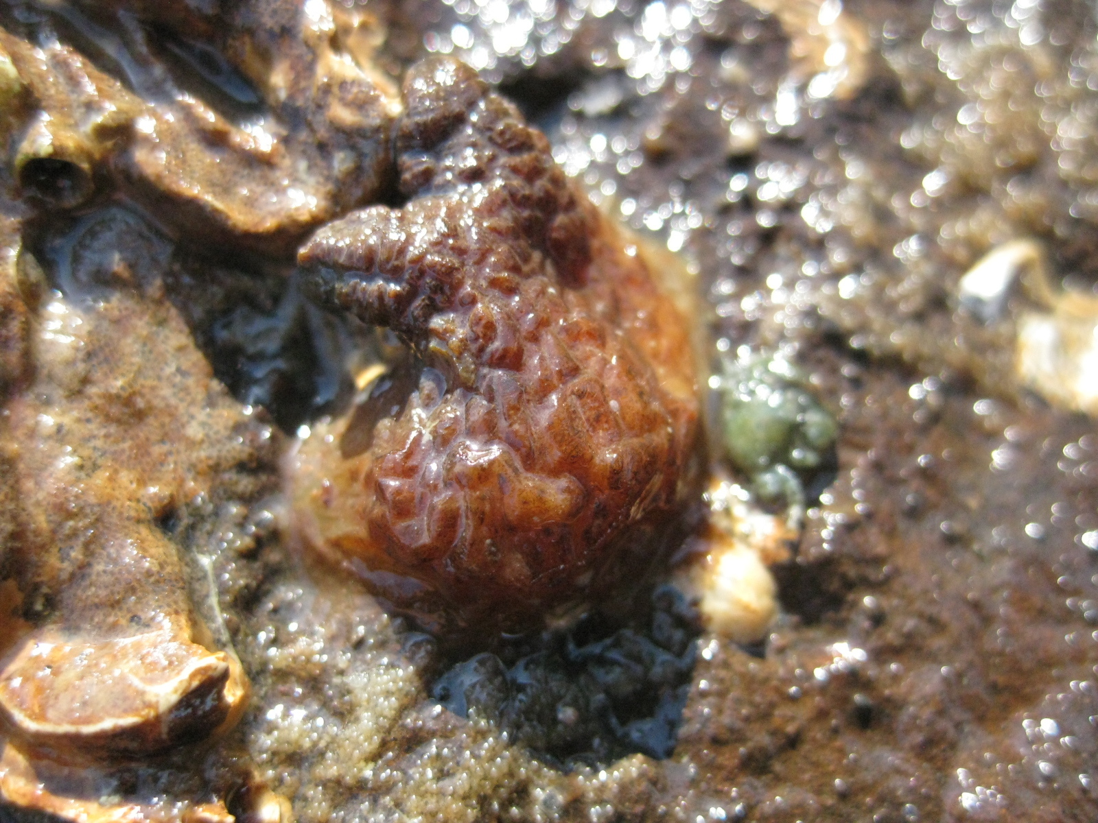 Asterocarpa humilis (Heller, 1878)