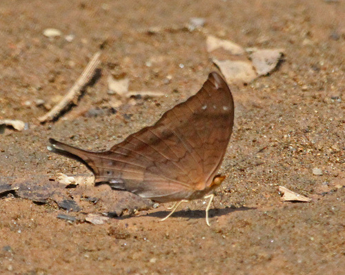 Marpesia furcula