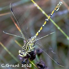 Ceratogomphus pictus