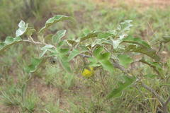 Solanum lichtensteinii