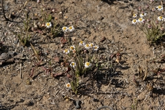 Felicia muricata muricata