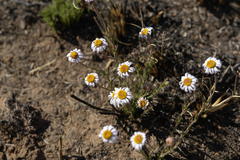 Felicia muricata muricata