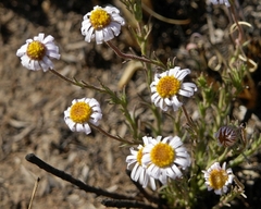 Felicia muricata muricata