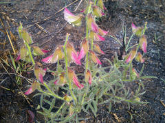 Crotalaria burkeana