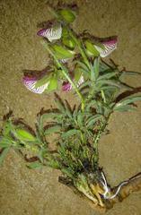 Crotalaria burkeana
