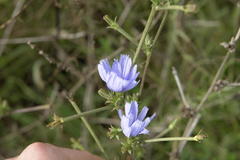Cichorium intybus intybus