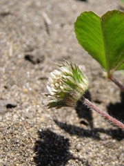 Trifolium microdon
