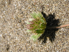 Trifolium microdon