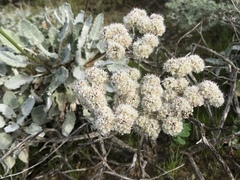 Eriogonum grande timorum