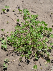 Trifolium microdon