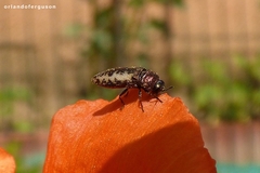 Acmaeodera pilosellae