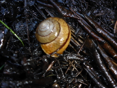 Helminthoglypta stiversiana