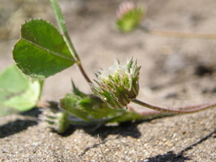 Trifolium microdon
