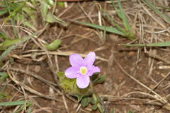 Barleria macrostegia