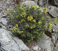 Helichrysum parvifolium
