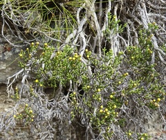 Helichrysum parvifolium