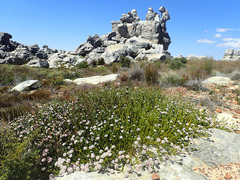 Sorocephalus lanatus