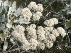 Eriogonum grande timorum