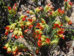 Erica thunbergii